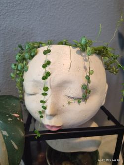 String Of Turtles