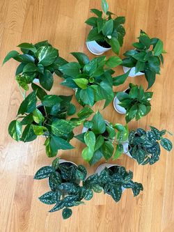 Live golden Pothos silvery Ann money plants in 6” pot