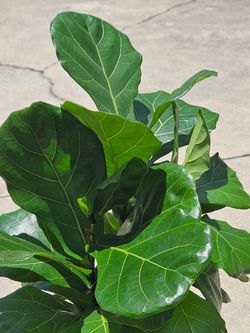 Fiddle leaf