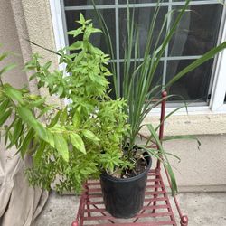 2in1 Verbena And Lemongrass Plants 🪴 