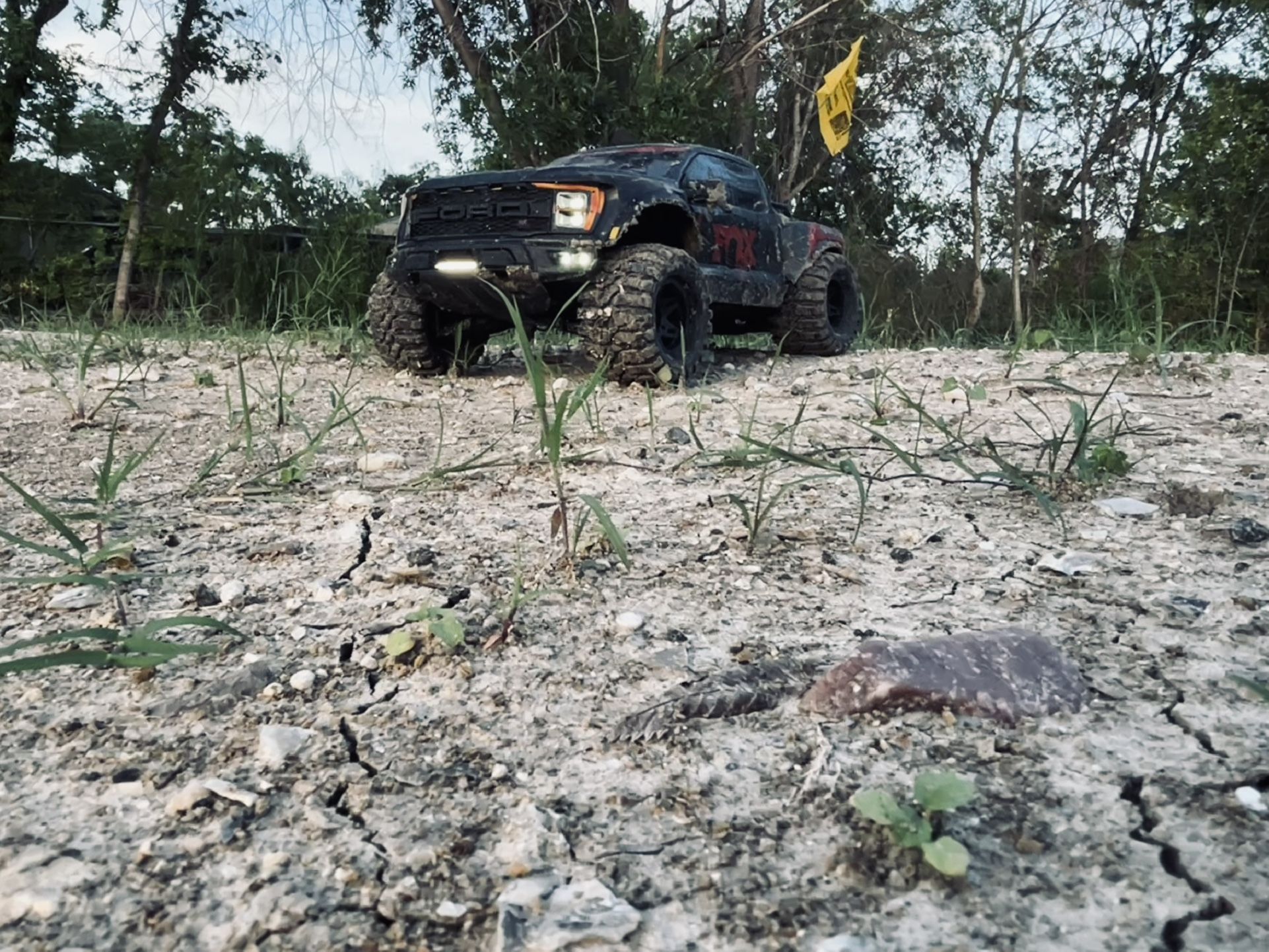 Raptor