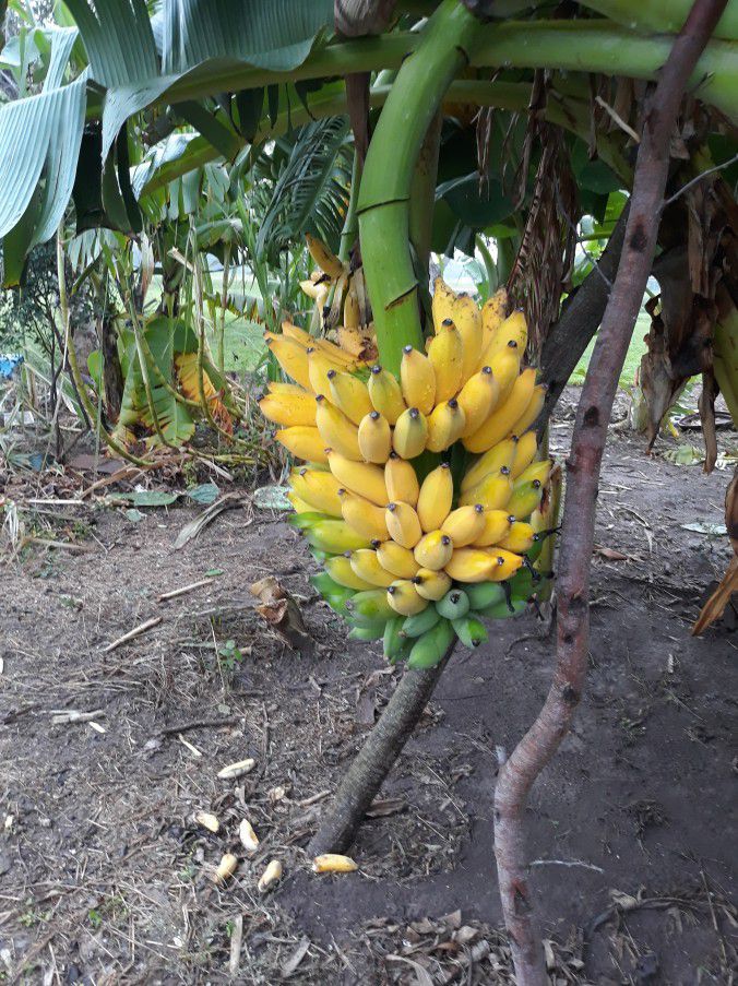 Selling Banana Plants 