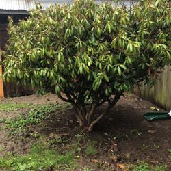 Full Grown rhododendron