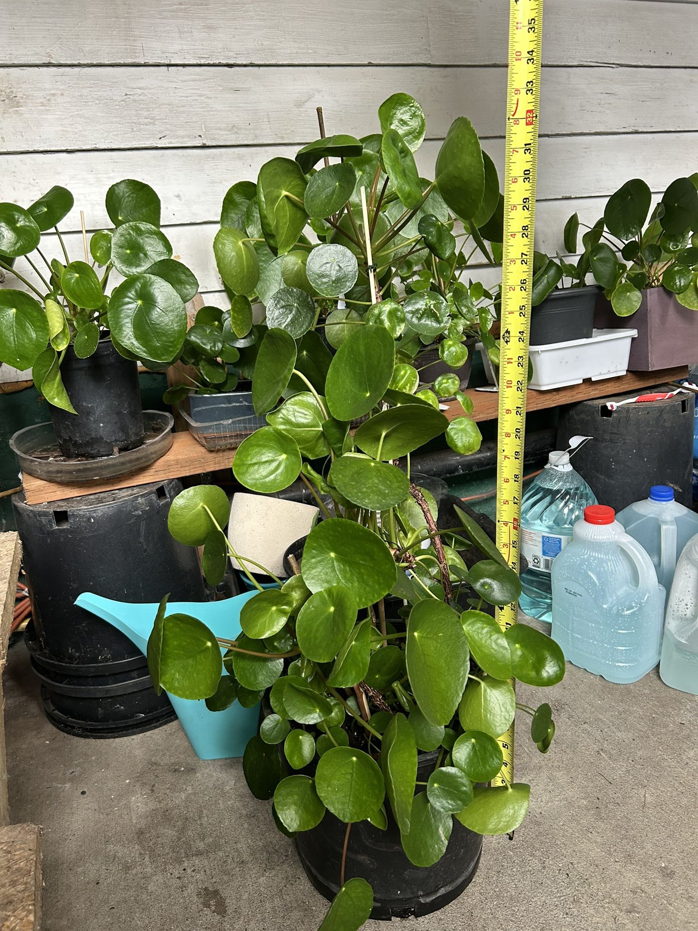 Pilea Chinese Money Plant 33”