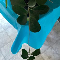 Hoya Plant