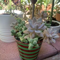 Variety Succulents In Green And red Tin Pot 🎄 