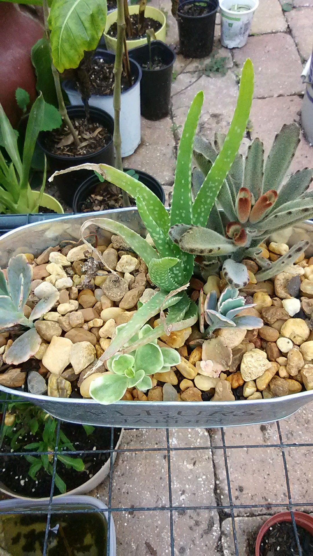 Tub of Succulents