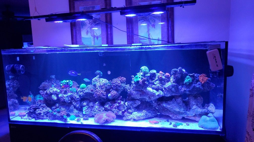 Red sea reefer 450