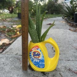Aloe Vera Plant