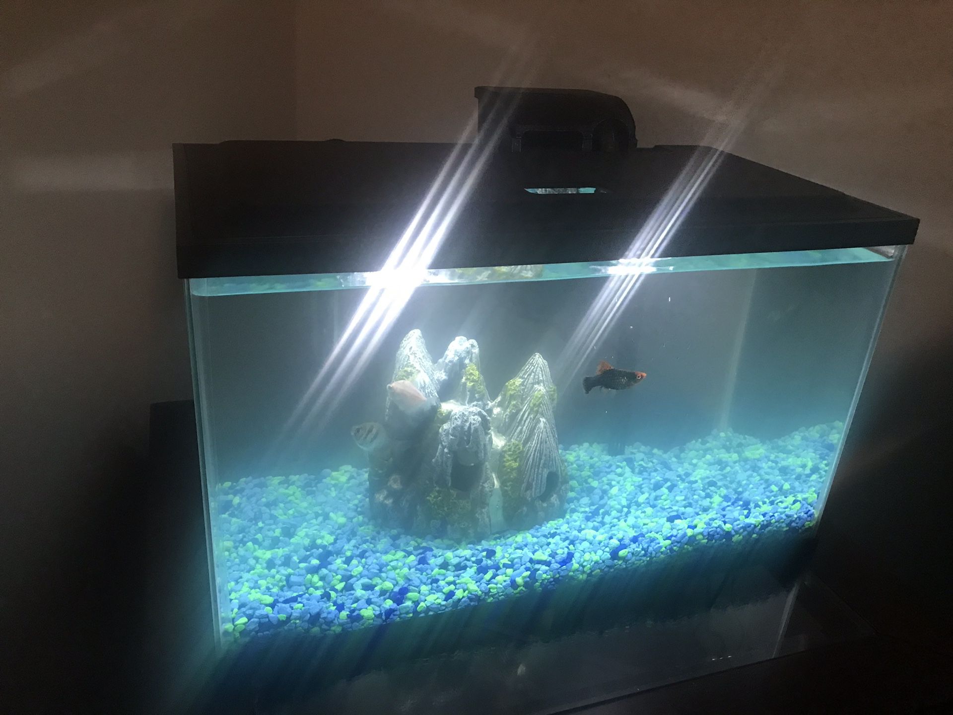 10 gallon Fish tank