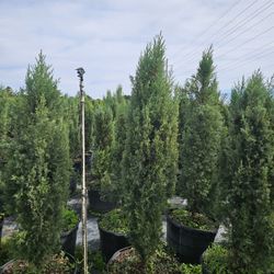 italian cypress over 6 feet tall Instant  decoration 