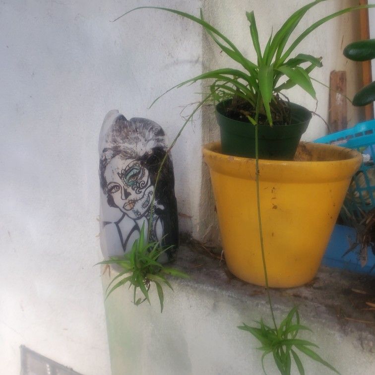 Hawaiian Spider Plant 6"