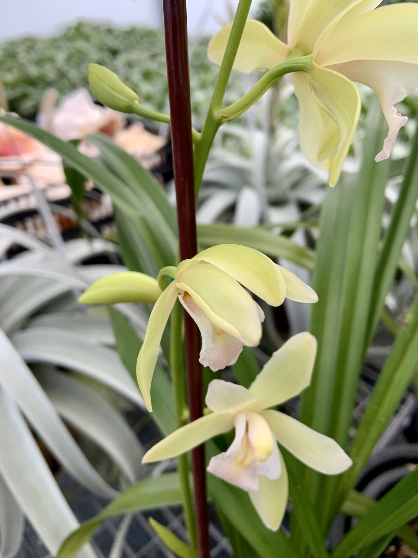 Cymbidium orchids