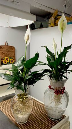 2 plant Lily/ono vase (Lg)$40(one vase Midium ($30)interested for Both  ($60)low light plant the interior Attrastives leaves change water and 25 day B