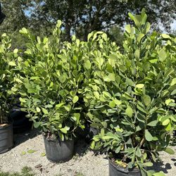 Clusia Plant 15 Gallon