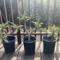 Red Plumeria