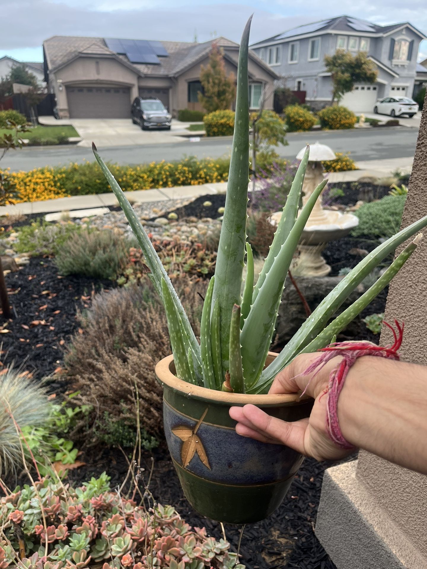 Aloe vera In Ceramic Pot