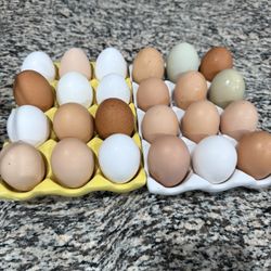 Fresh Eggs