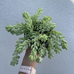 Donkey Tail Succulent Plant