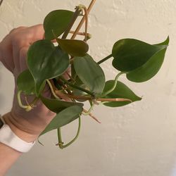 15 Philodendron Heart Leaf Plant Cuttings 🌱 