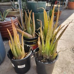 FOUR ALOE PLANTS All For  $20