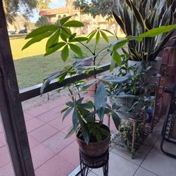Money Tree Plant With Stand.