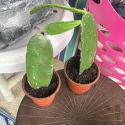 Cactus Plants $2 Each