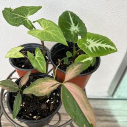 3 different Syngoniums for $25.  3  Singonios Por $25