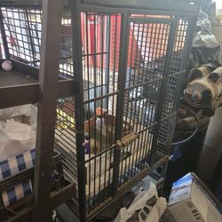 Bird Cage
