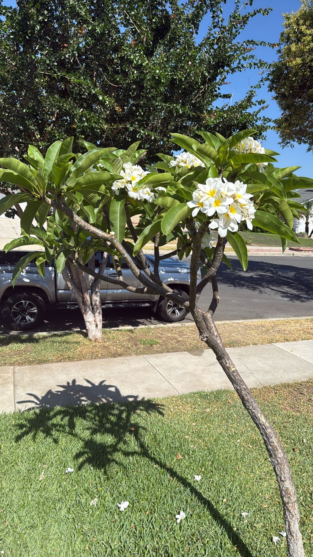 Plumeria Tree Pure White