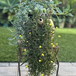 Beautiful Arrangement Assorted Succulent Plants 