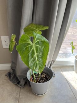 Philodendron Gloriosum