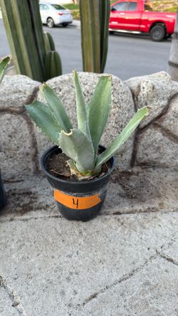 Agave Plant #4