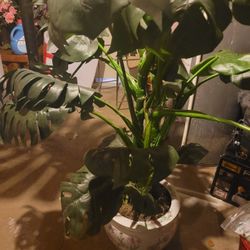 Planta Artificial En Venta $60