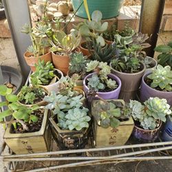 Soccullants  Plants Large Variety 