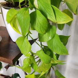 Neon Pothos