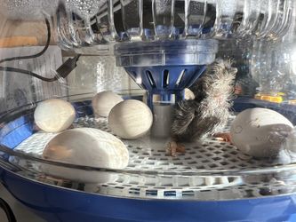 Fertile Bym Eggs