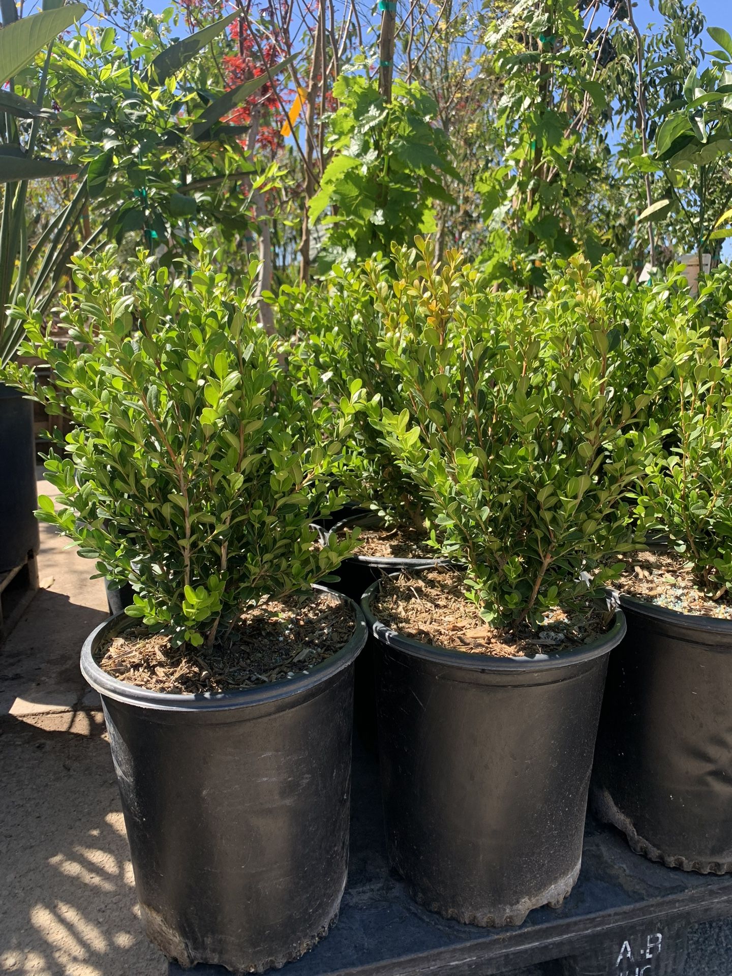 Japanese boxwood hedges, 5gal