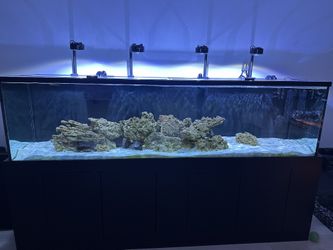 Fish Tank