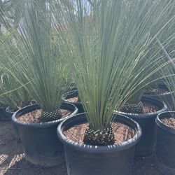 Palm Sale 