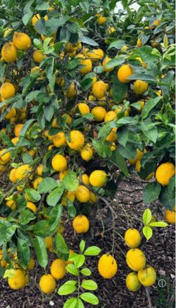 Meyer Improved Lemon 🍋 Tree🪴$65 each