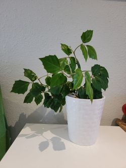 Grape Ivy