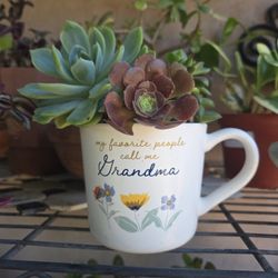 Succulents Decoration 