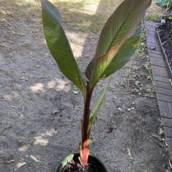 Muy Hermosa Planta 🪴 Su Flor 🌹 Es Roja