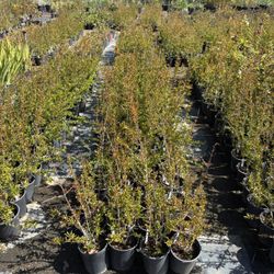 One Gallon Fruit Trees $10