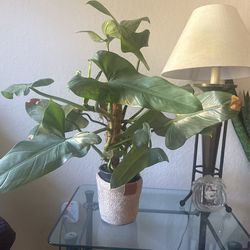 Philodendron, Silver Sword