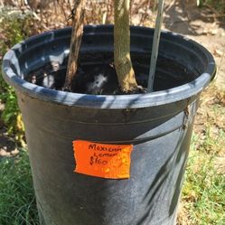 Limón Mexicano - Mexican Lime