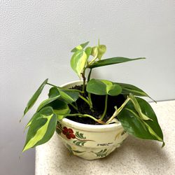 Pathos Plant 🪴 