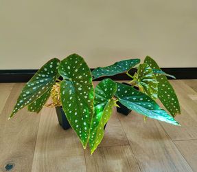 Begonia Maculata (Polka Dot Begonia)