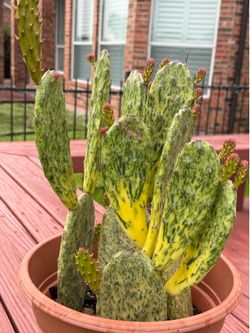 Sunburst cactus / yellow cactus 2-3 gal pot